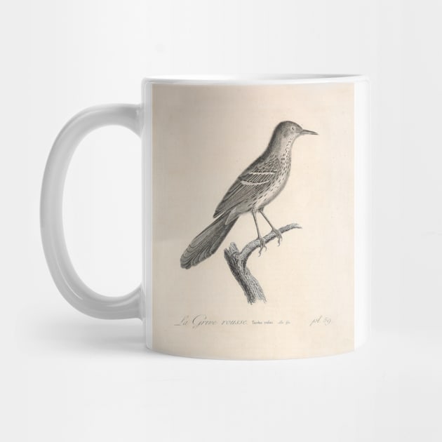 Natural history of vintage birds of North America 4 by ptMaker